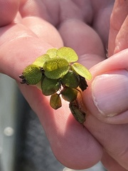 Salvinia minima