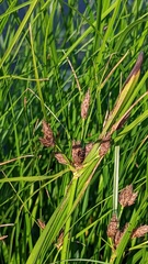 Bolboschoenus maritimus