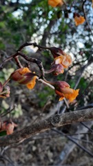 Cochlospermum regium