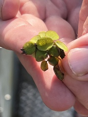Salvinia minima