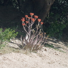 Aloe hereroensis