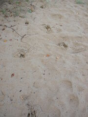 Odocoileus virginianus