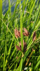 Bolboschoenus maritimus
