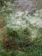 Eupatorium torreyanum