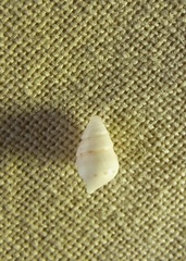 Leiopyrga lineolaris