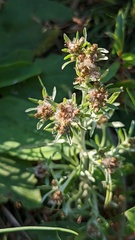 Gnaphalium uliginosum