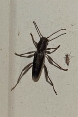 Xylotrechus sagittatus