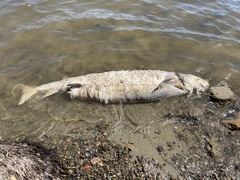 Acipenser transmontanus