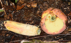 Boletus sensibilis