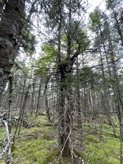 Picea mariana