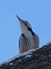 Dendrocopos leucotos