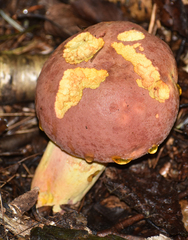 Boletus sensibilis