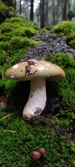Russula