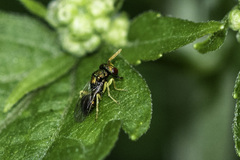Pteromalidae