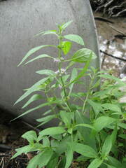 Mentha canadensis