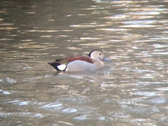 Callonetta leucophrys