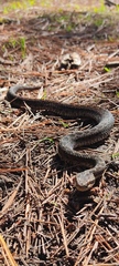Crotalus triseriatus