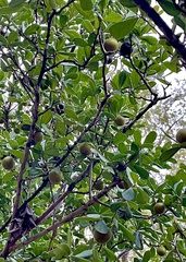 Diospyros texana