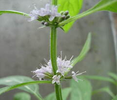 Mentha canadensis