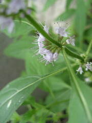 Mentha canadensis