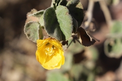 Abutilon halophilum