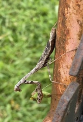 Stagmomantis