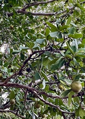 Diospyros texana