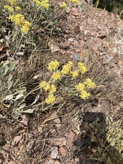 Eriogonum