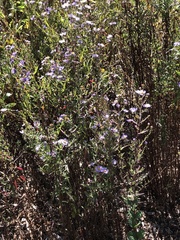 Symphyotrichum subspicatum