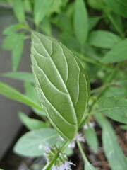 Mentha canadensis