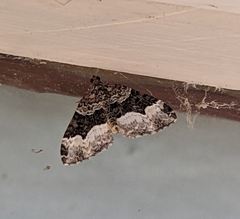 Euphyia intermediata