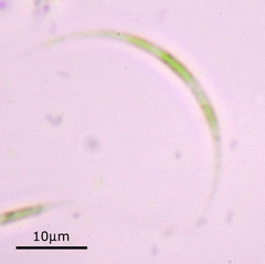 Monoraphidium arcuatum
