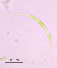 Monoraphidium arcuatum