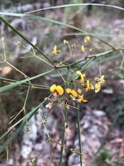 Daviesia wyattiana