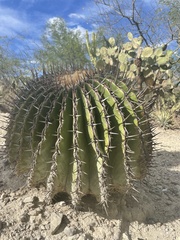 Echinocactus platyacanthus