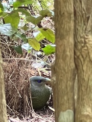 Ptilonorhynchus violaceus