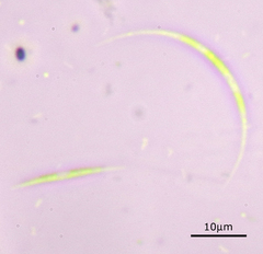 Monoraphidium arcuatum
