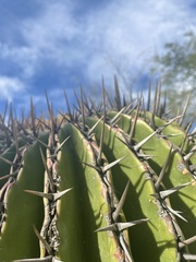 Echinocactus platyacanthus