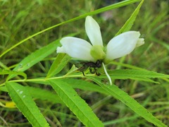 Chelone glabra