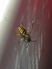 Vespula alascensis