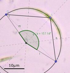 Monoraphidium arcuatum