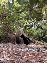 Ptilonorhynchus violaceus violaceus