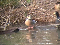 Callonetta leucophrys