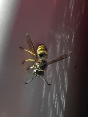 Vespula alascensis