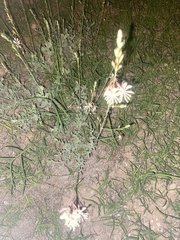 Oenothera suffrutescens