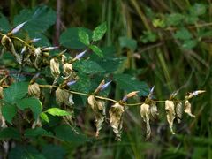 Gentiana asclepiadea