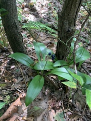 Clintonia borealis