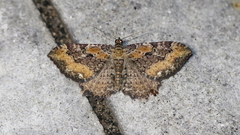 Rheumaptera meadii