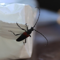 Stictoleptura canadensis