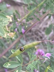 Murgantia histrionica
